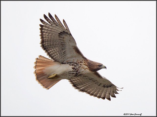 _1SB8324 red-tailed hawk.jpg